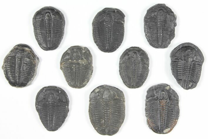 Lot: - Elrathia Trilobites - Pieces #92082